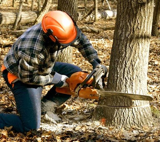 Tree Removal in Carter, OK